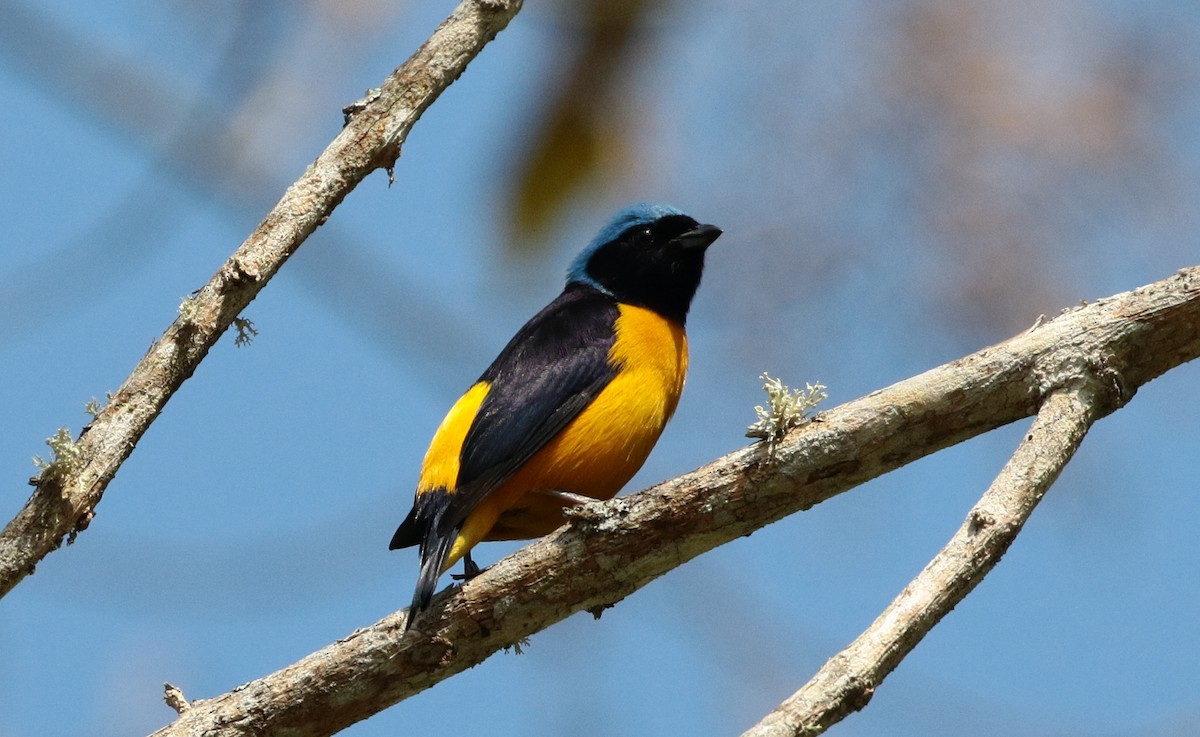 Golden-rumped Euphonia - ML205395731