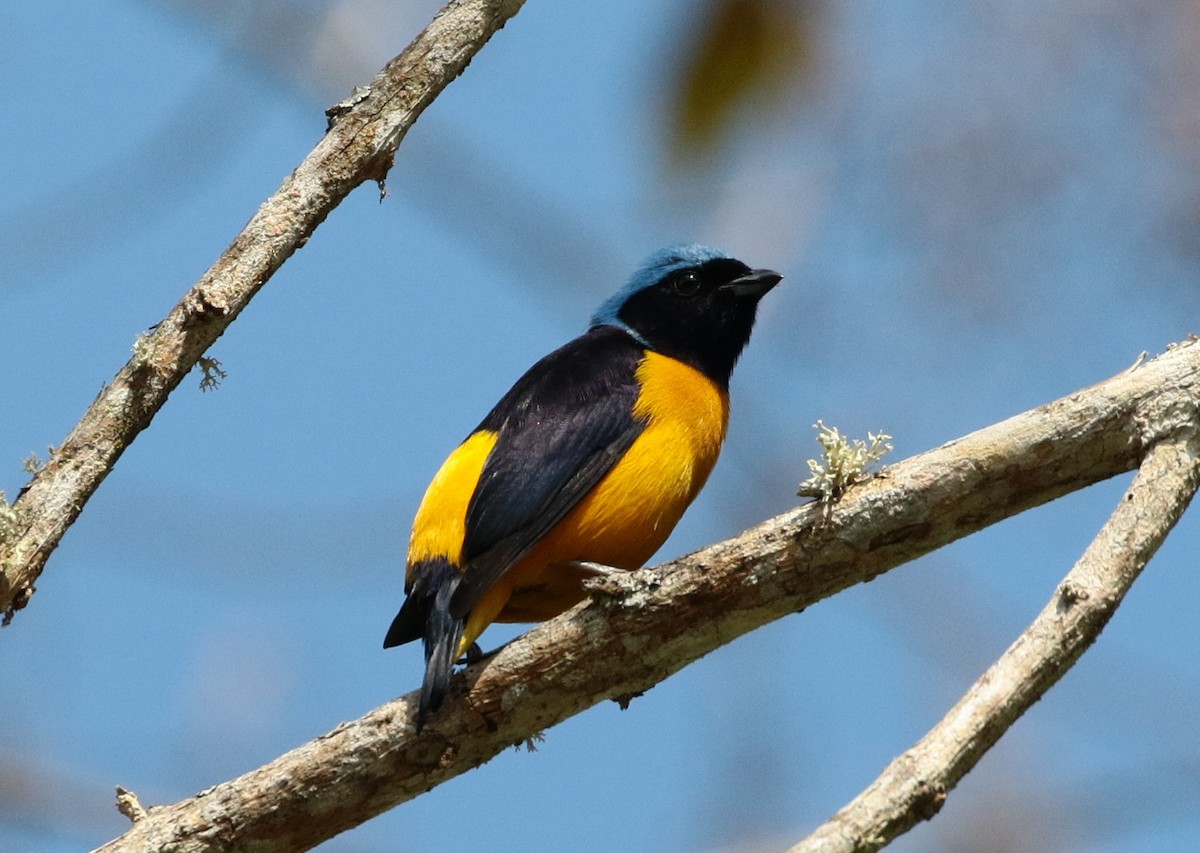 Golden-rumped Euphonia - ML205395781