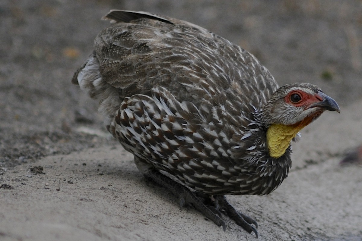 Francolin à cou jaune - ML205396121