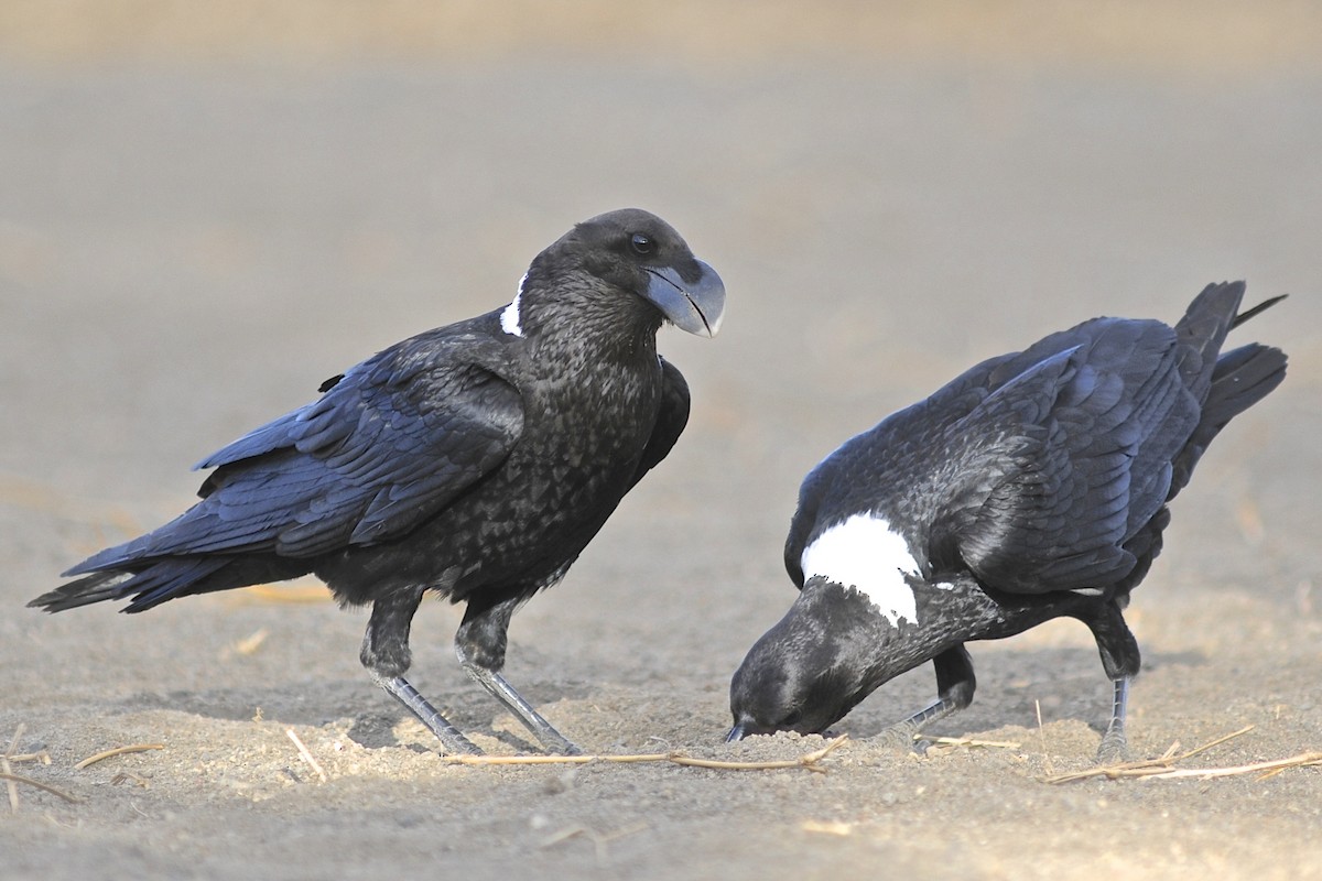 White-necked Raven - ML205396371