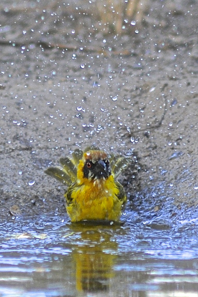 Vitelline Masked-Weaver - Theresa Bucher