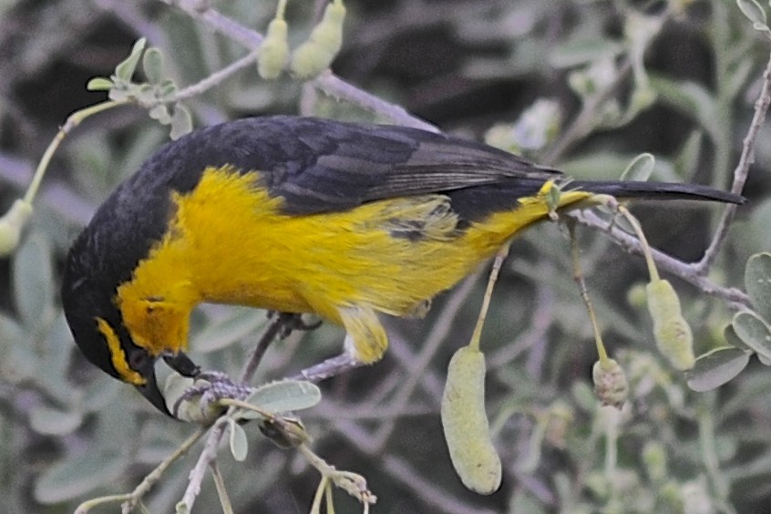 Black-necked Weaver - Theresa Bucher