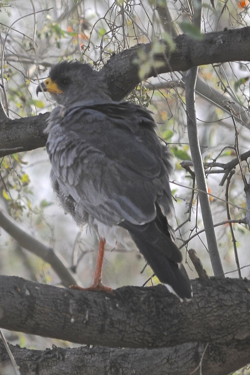 Eastern Chanting-Goshawk - Theresa Bucher