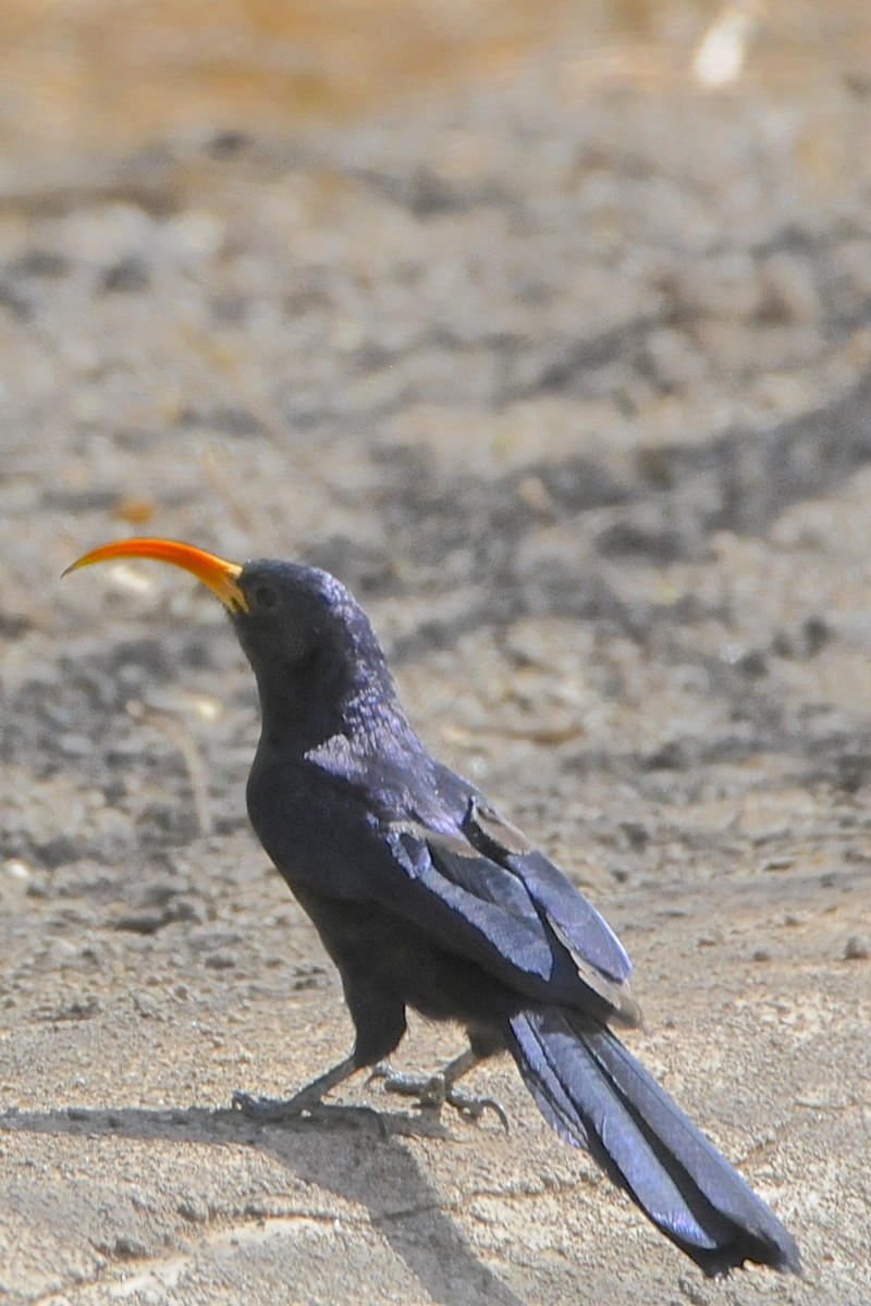 Abyssinian Scimitarbill - Theresa Bucher