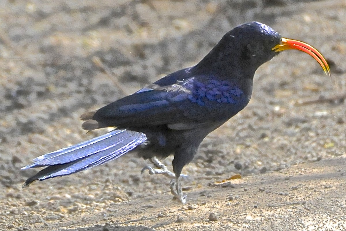 Abyssinian Scimitarbill - Theresa Bucher