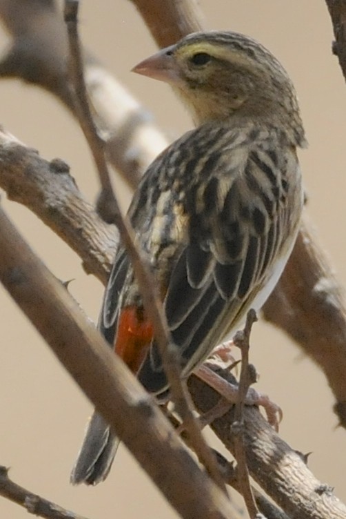 Southern Red Bishop - ML205396491