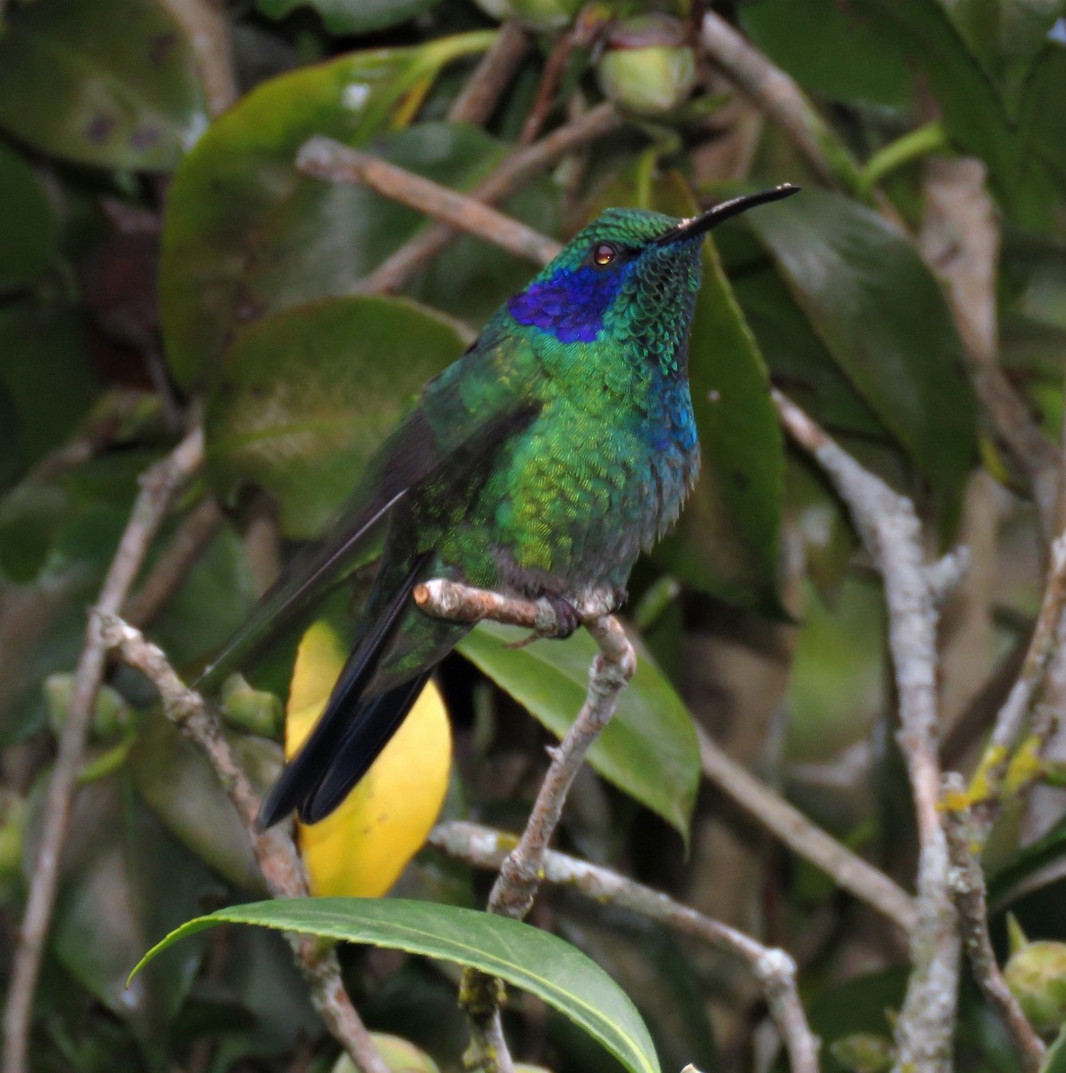 Colibrí Oreja Violeta Menor (de Costa Rica) - ML205396581