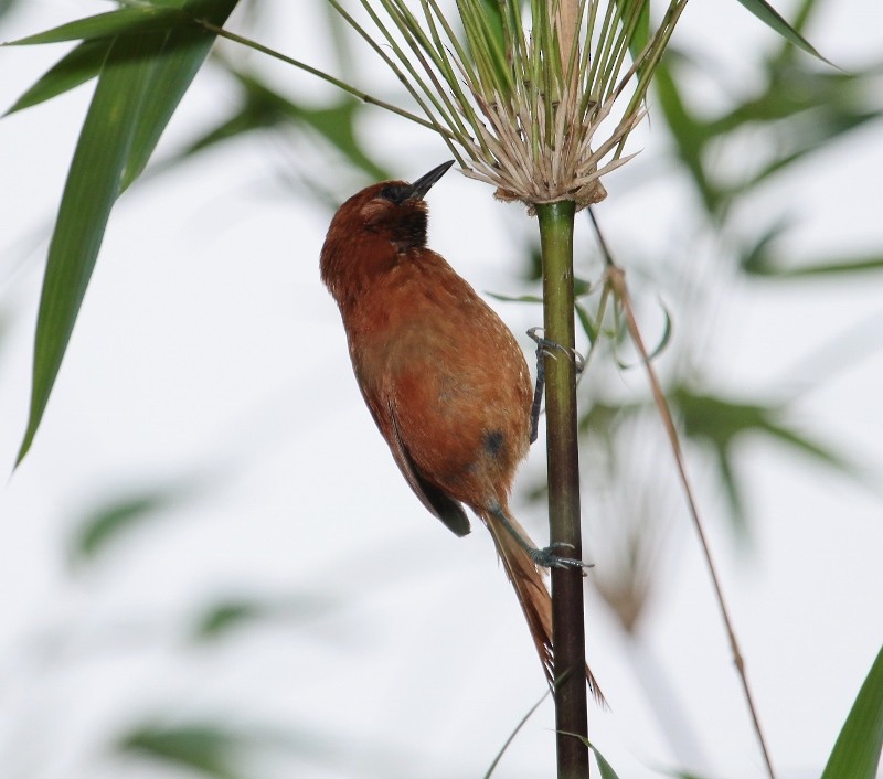 Black-throated Spinetail - Margareta Wieser