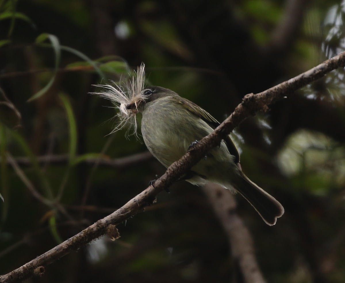 Spectacled Tyrannulet - ML205397181