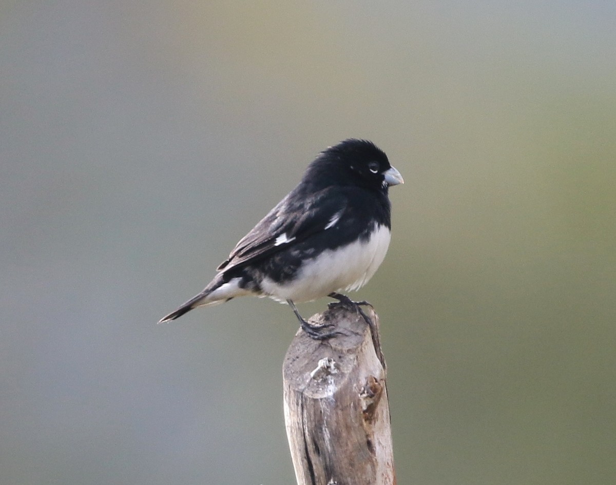 Black-and-white Seedeater - Margareta Wieser