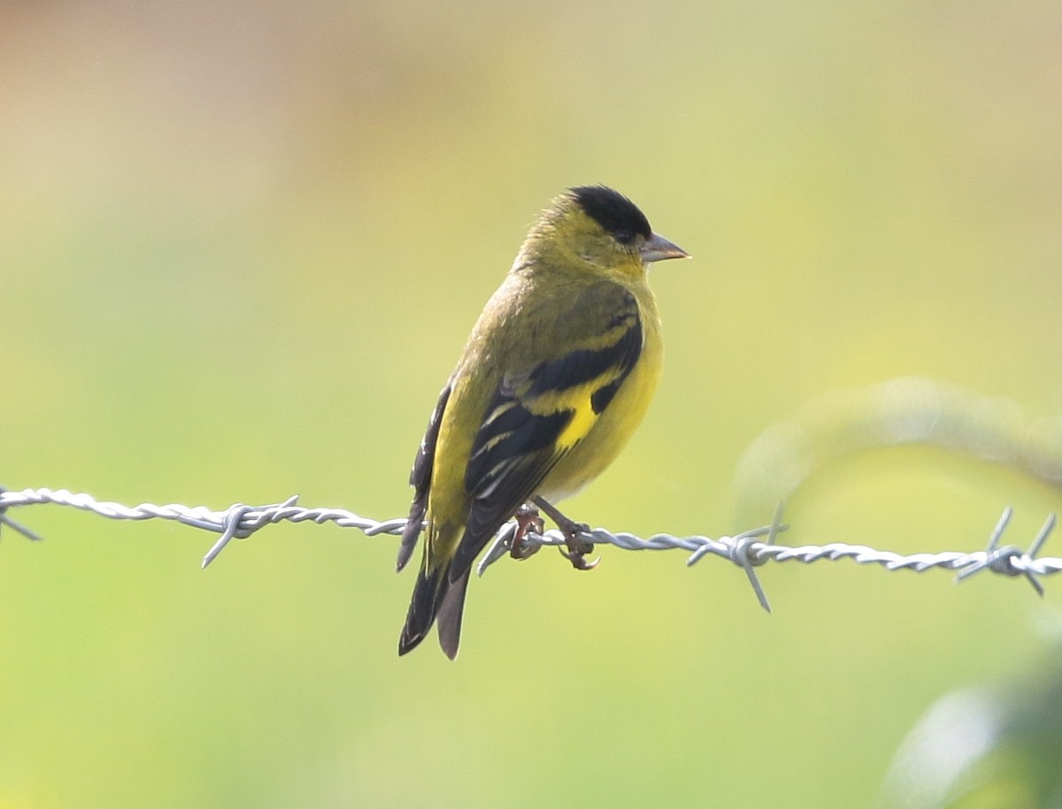 Andean Siskin - ML205397201