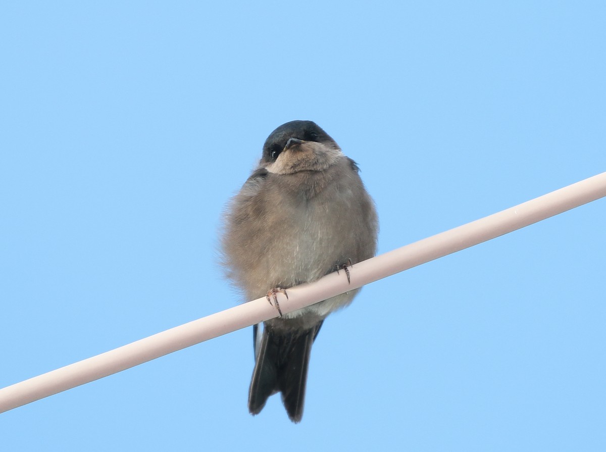 Brown-bellied Swallow - ML205397211