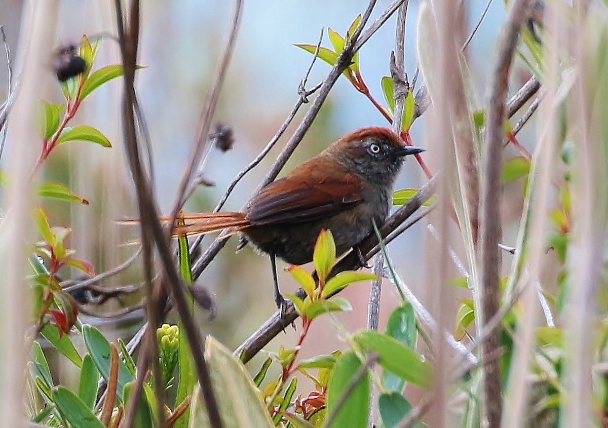 White-chinned Thistletail - Margareta Wieser