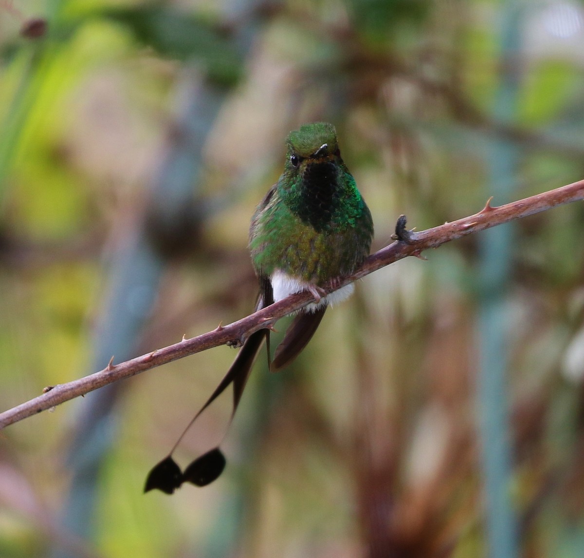 vimpelkolibri - ML205397281