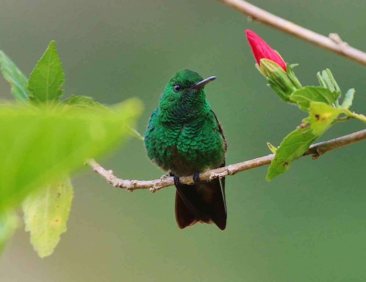 kolibřík zelenobřichý - ML205397291