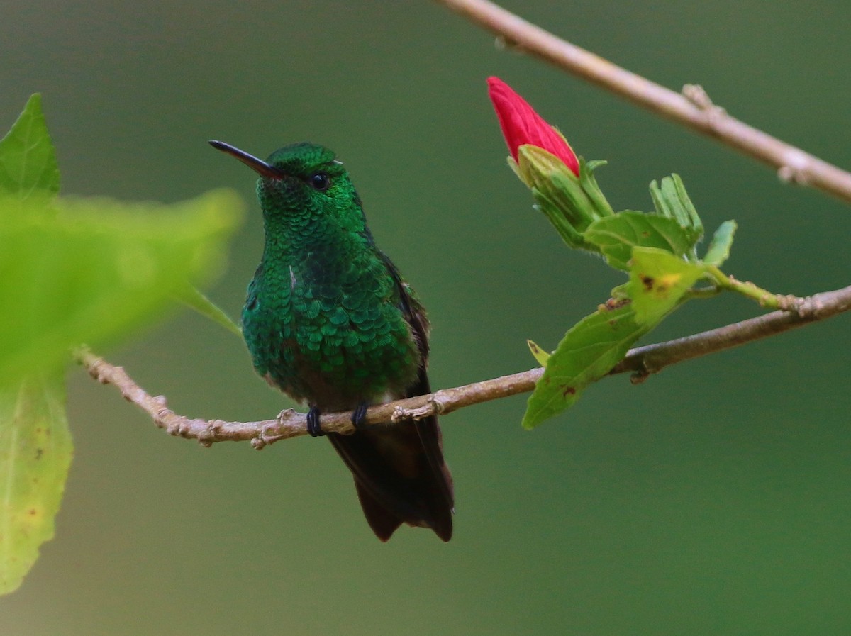 Green-bellied Hummingbird - ML205397301