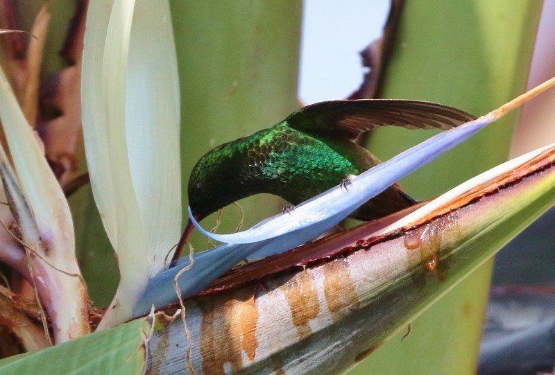 Copper-rumped Hummingbird - ML205397771