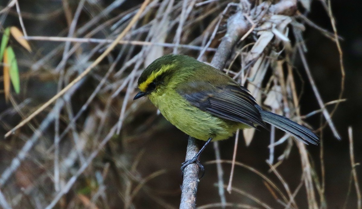 Yellow-bellied Chat-Tyrant - ML205397791