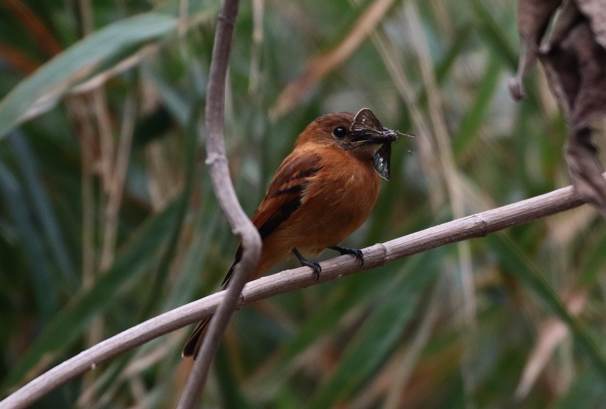 Cinnamon Flycatcher (Venezuelan) - ML205397821