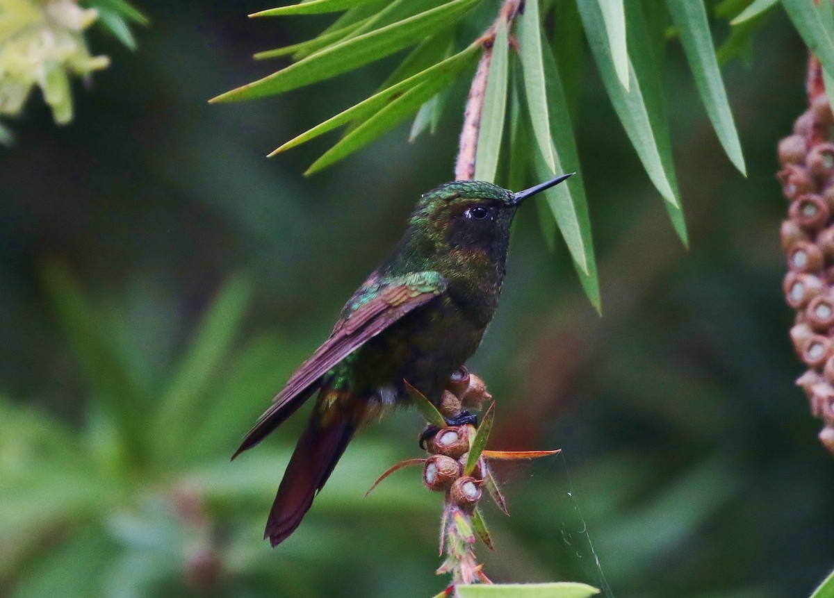 kolibřík dřišťálový (ssp. chloropogon) - ML205397831