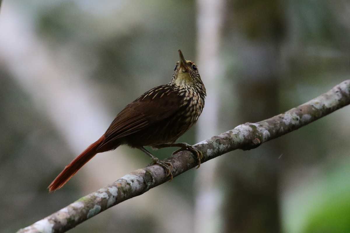 Guttulate Foliage-gleaner - Margareta Wieser