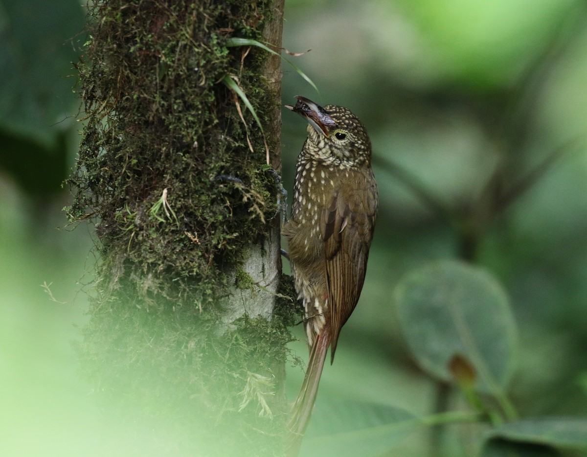 Olive-backed Woodcreeper - Margareta Wieser