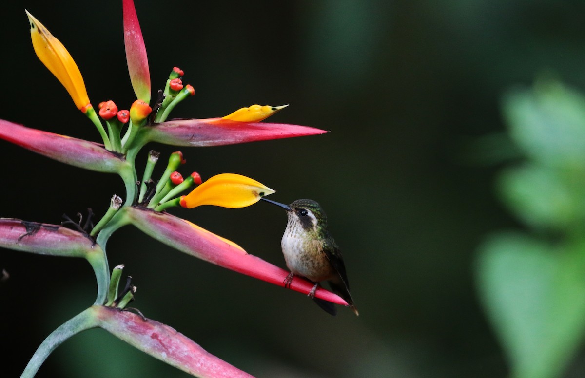 Speckled Hummingbird (melanogenys Group) - ML205397951