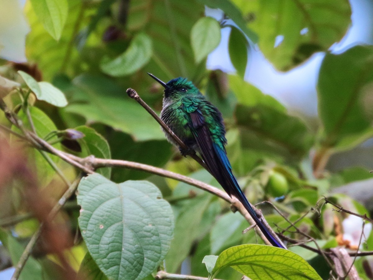 Long-tailed Sylph - ML205397981