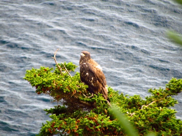 Bald Eagle - ML205398181