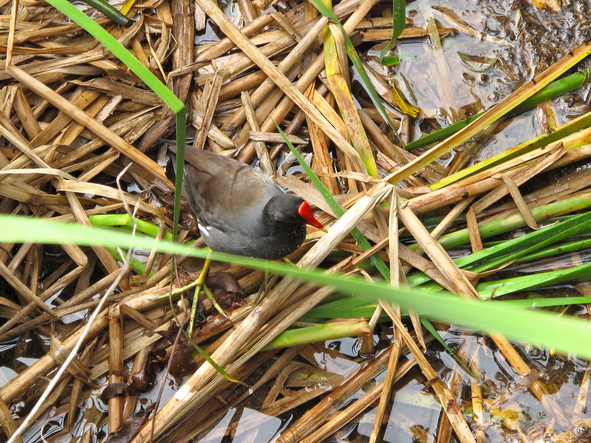 Common Gallinule (American) - ML205398201