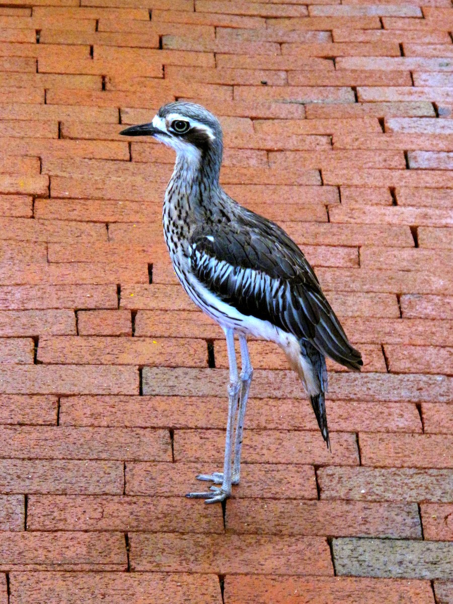 Bush Thick-knee - ML205398221