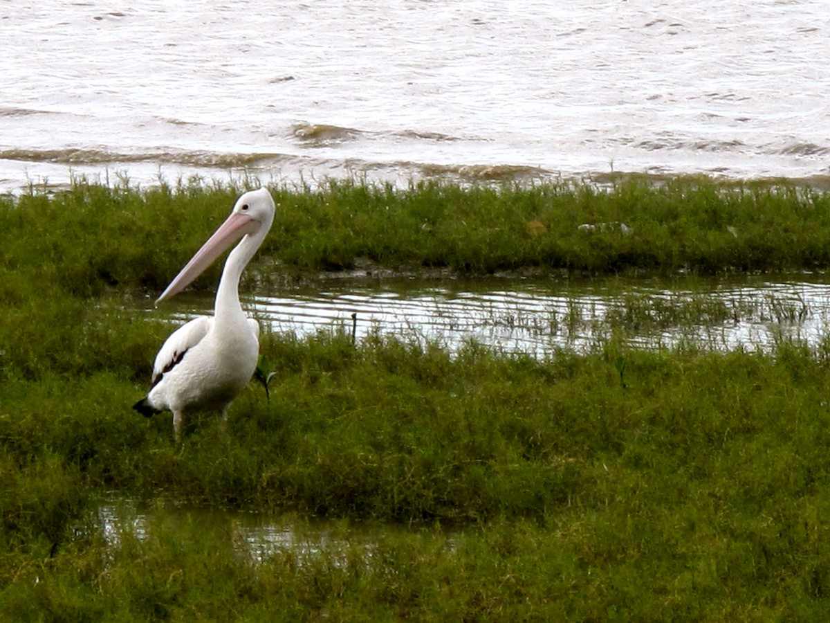 Australian Pelican - ML205398231