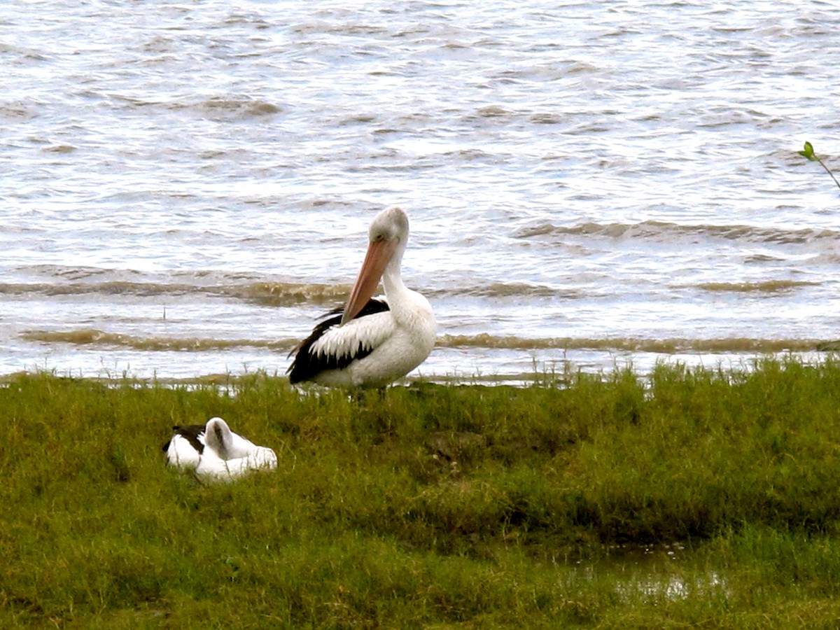 Australian Pelican - ML205398241