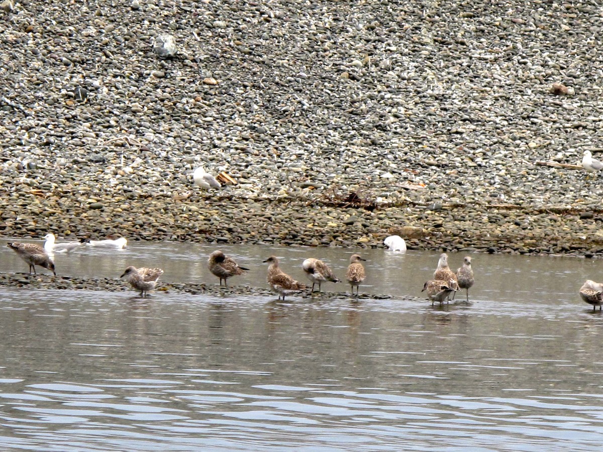 American Herring Gull - ML205398261