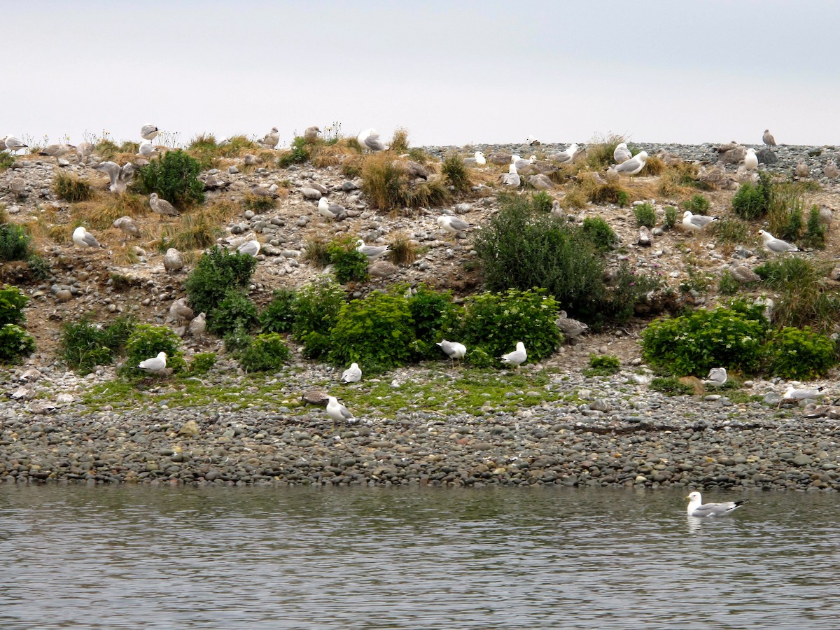 American Herring Gull - ML205398271