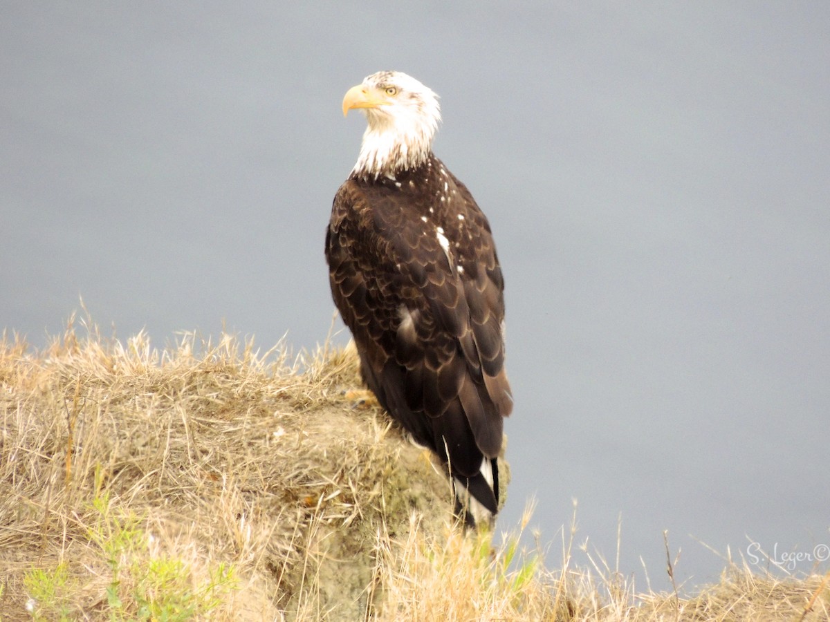Bald Eagle - ML205398281