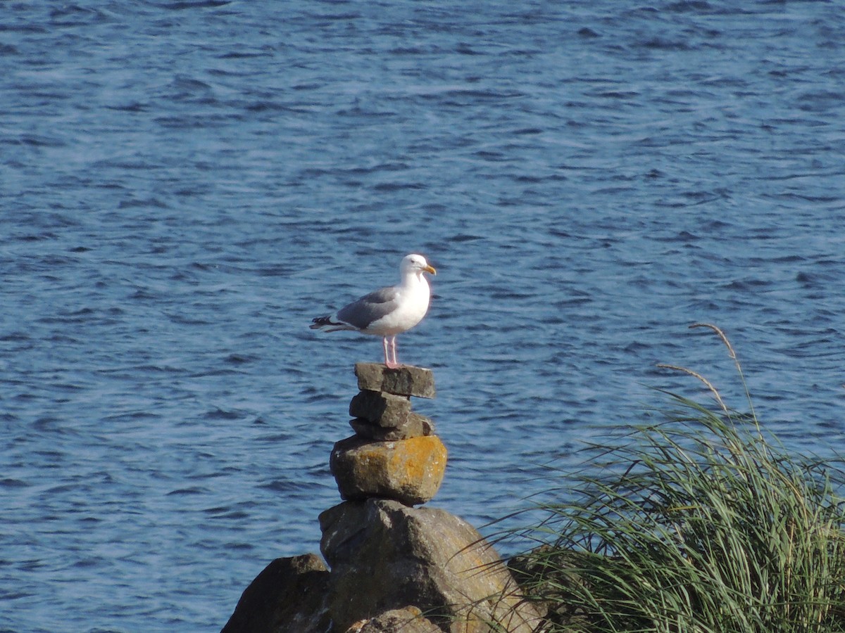 Western x Glaucous-winged Gull (hybrid) - ML205398291