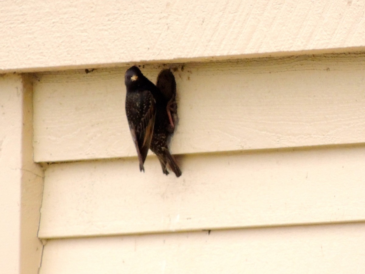 European Starling - ML205398301