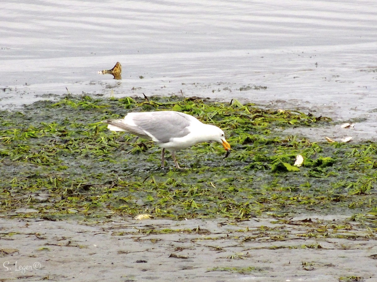 Glaucous-winged Gull - ML205398311