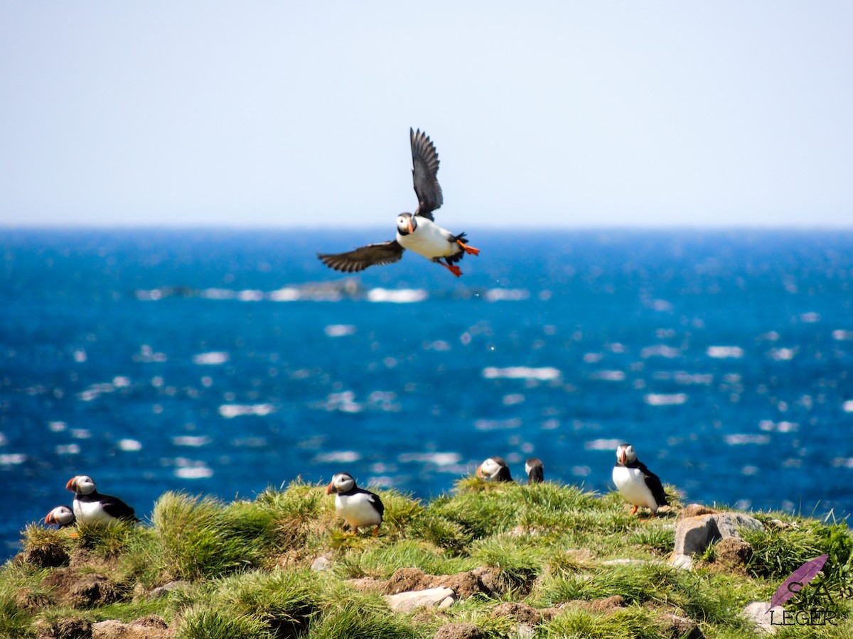 Atlantic Puffin - ML205398361