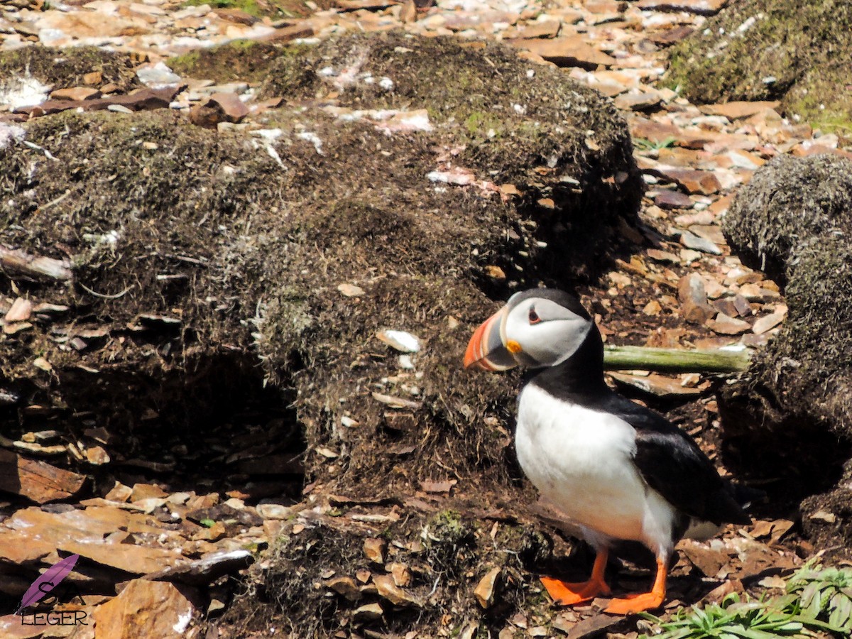 Atlantic Puffin - ML205398371
