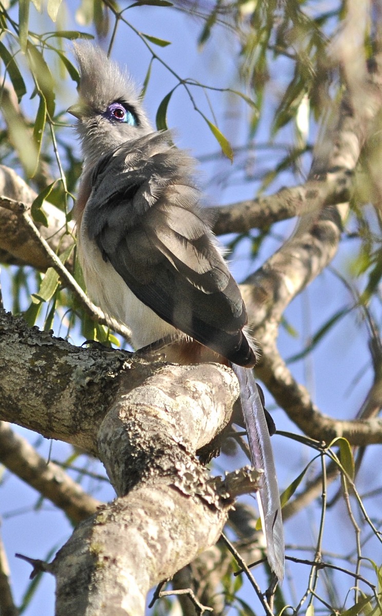 Crested Coua (Chestnut-vented) - ML205398621