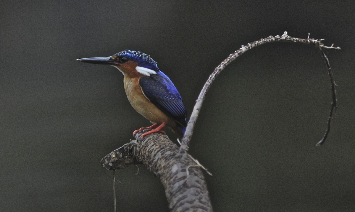 Malagasy Kingfisher - Theresa Bucher
