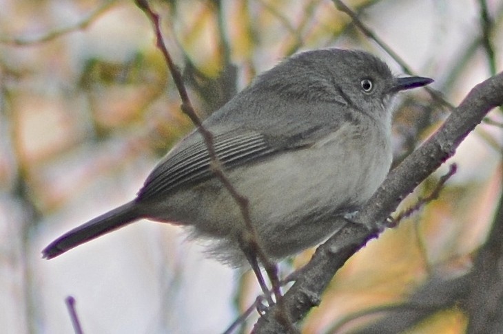 Common Newtonia - Theresa Bucher