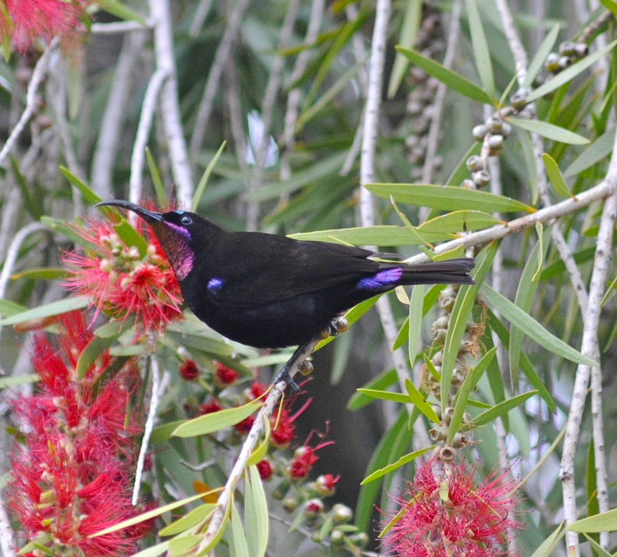 Amethyst Sunbird - ML205398691