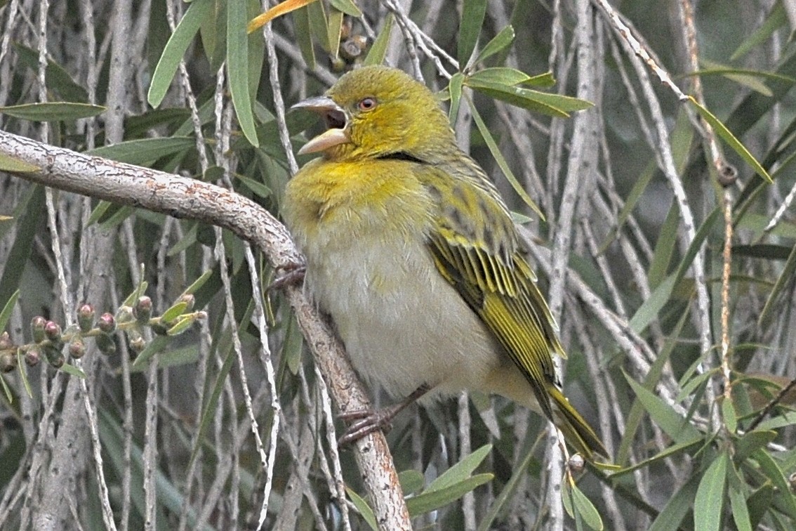 Southern Masked-Weaver - Theresa Bucher