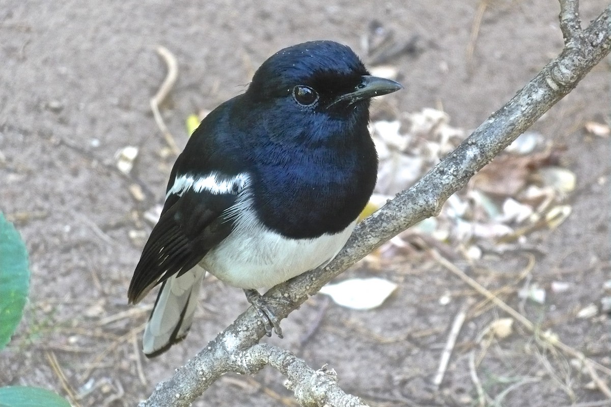 マダガスカルシキチョウ（pica） - ML205398871