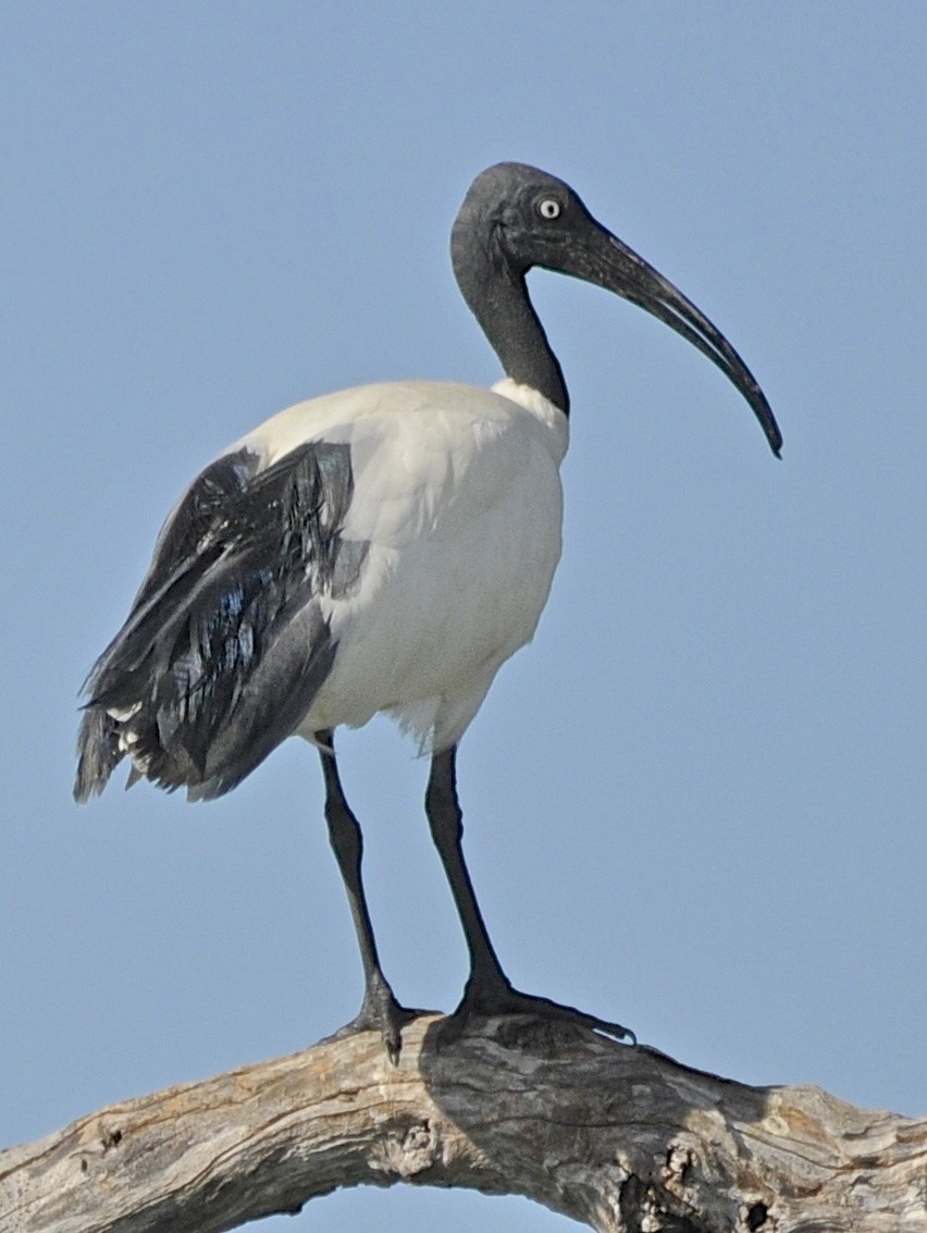 ibis bledooký - ML205398891