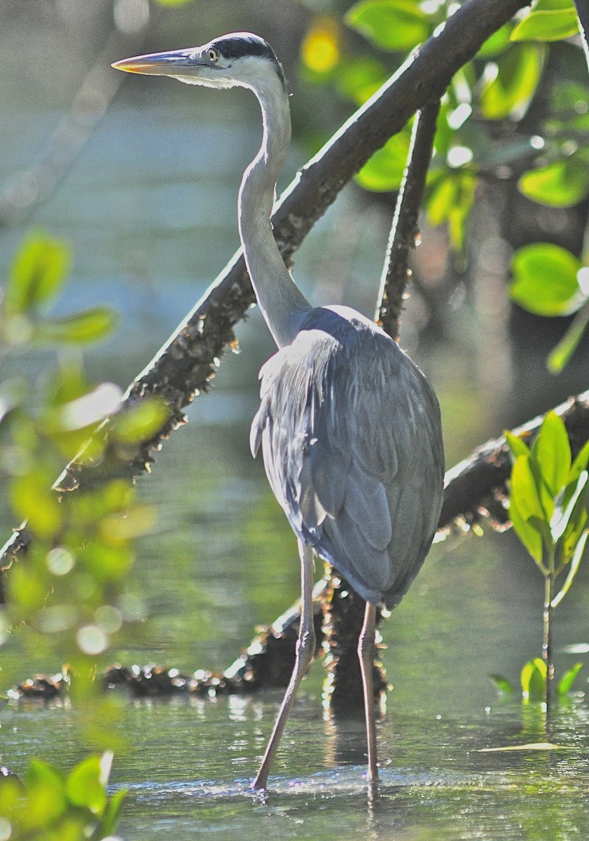 Gray Heron (Madagascar) - ML205398911