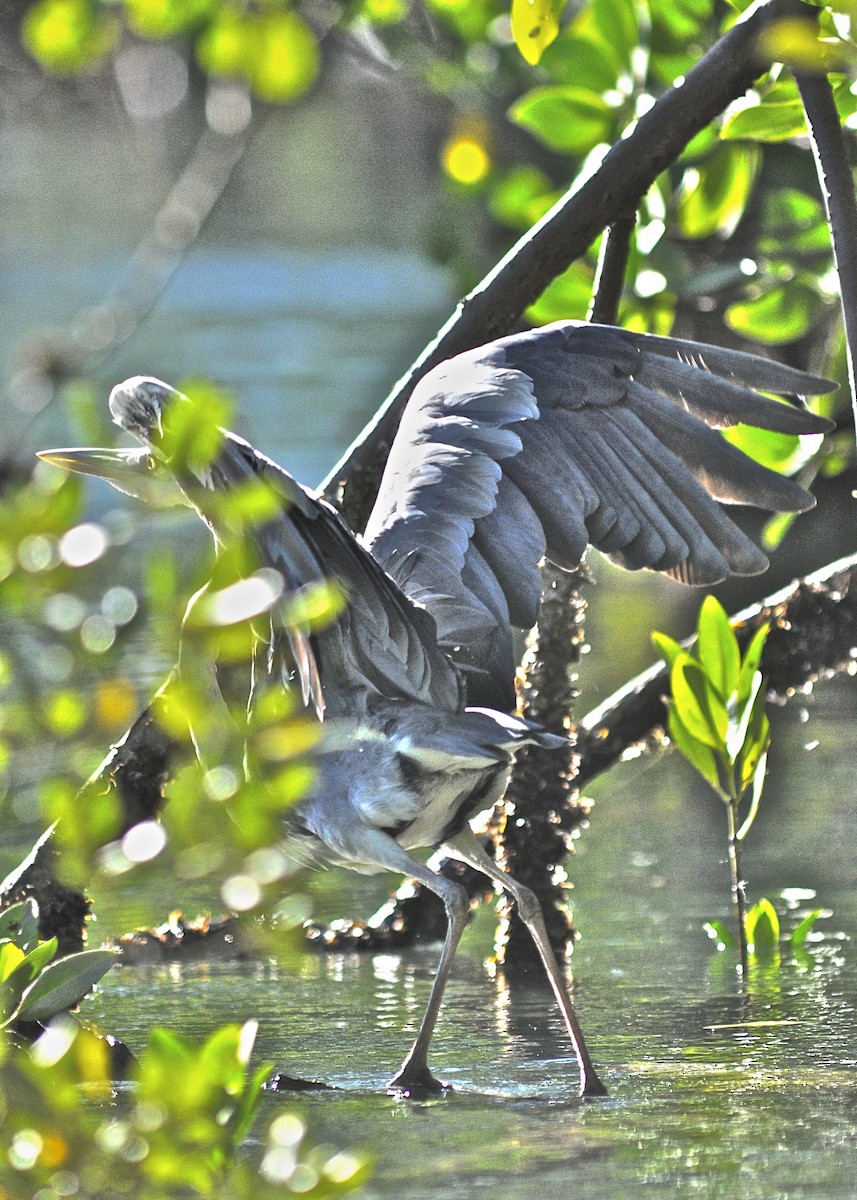 Gray Heron (Madagascar) - Theresa Bucher
